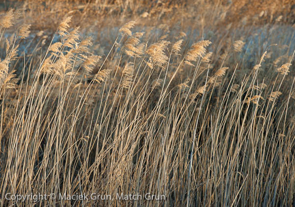 1119-0014-Windblown-Grasses-At-Bosque-Del-Apache