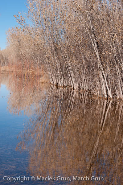 1119-0061-Submerged-Trees-At-Bosque-Del-Apache