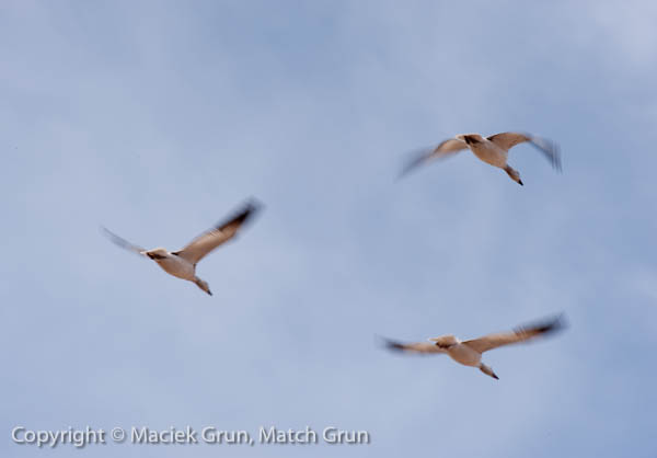 1119-0191-Incoming-Snow-Geese-At-Bosque-Del-Apache