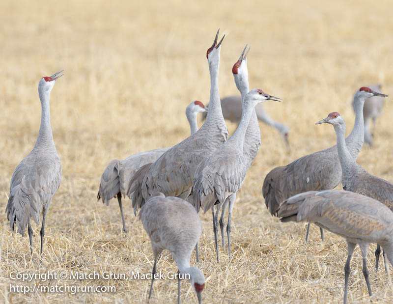 Sandhill Cranes At Monte Vista | Photographer in Colorado