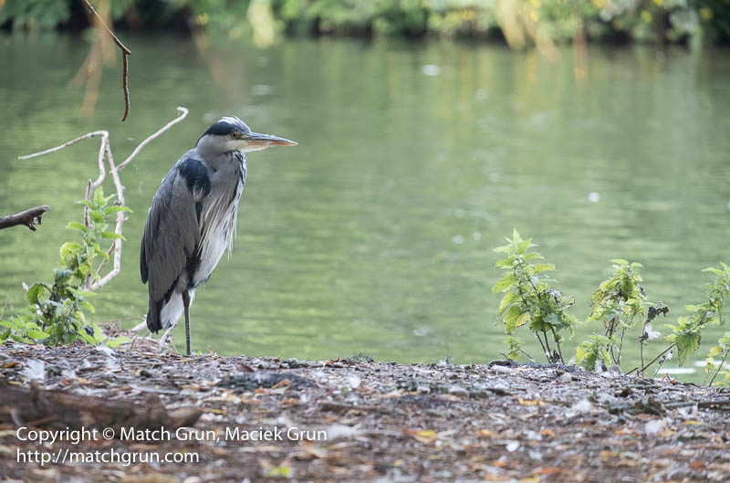 1970-0026-Grey-Heron-River-Thames