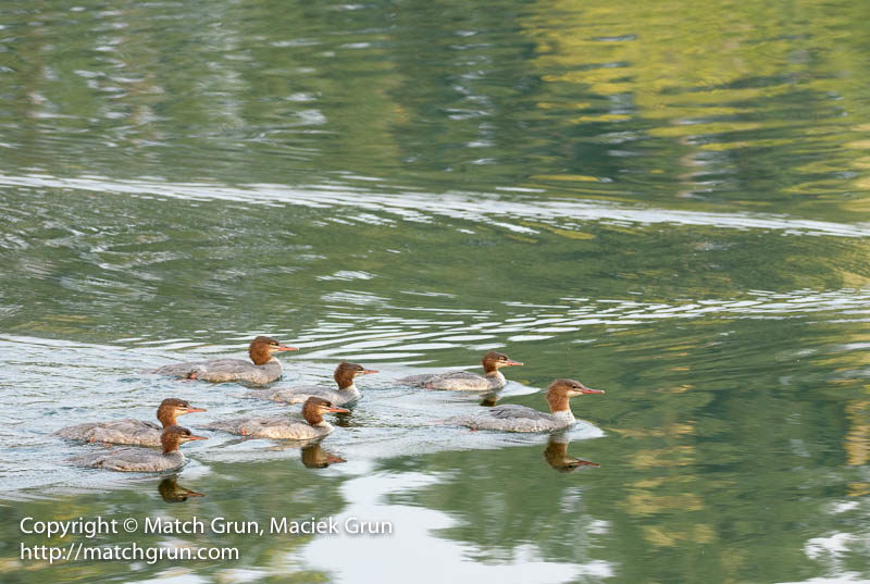 1992-0030-Common-Merganser-Family-Chatfield