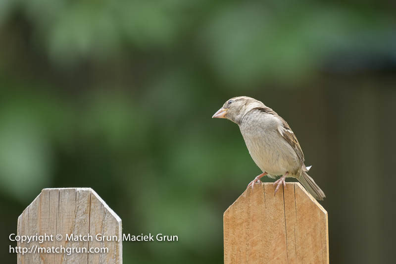 2146-0056-House-Finch-On-Fence