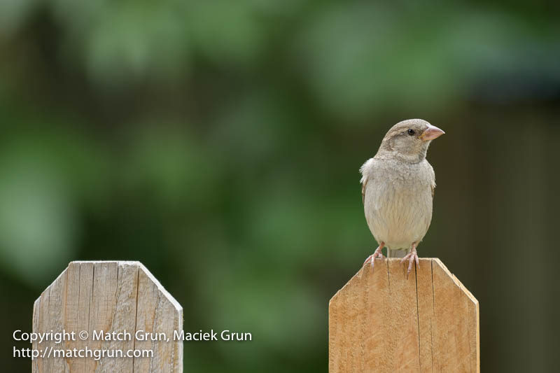 2146-0057-House-Finch-Sitting-On-The-Fence