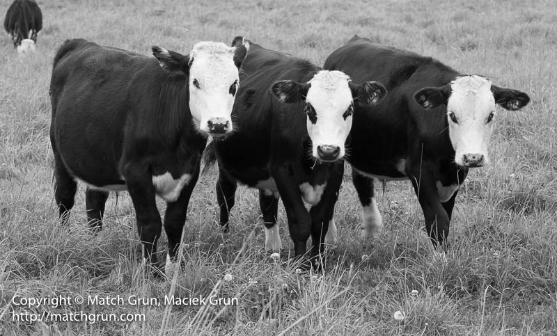 2299-0023-Three-New-Zealand-Cows
