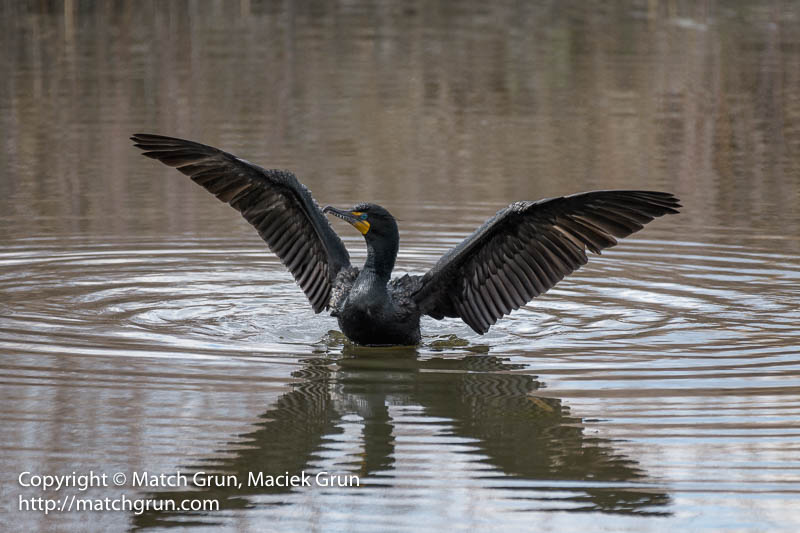 2304-0011-Cormorant-Spreading-Wings-Reflection-Westerly-Creek