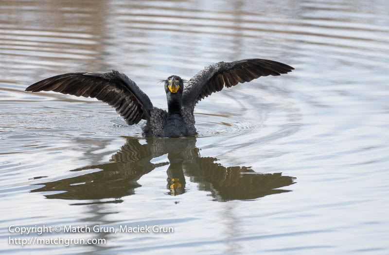 2304-0014-Double-Crested-Cormorant-Westerly-Creek