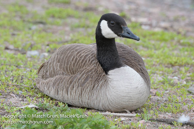 2317-0009-Canada-Goose-By-The-Platte-River