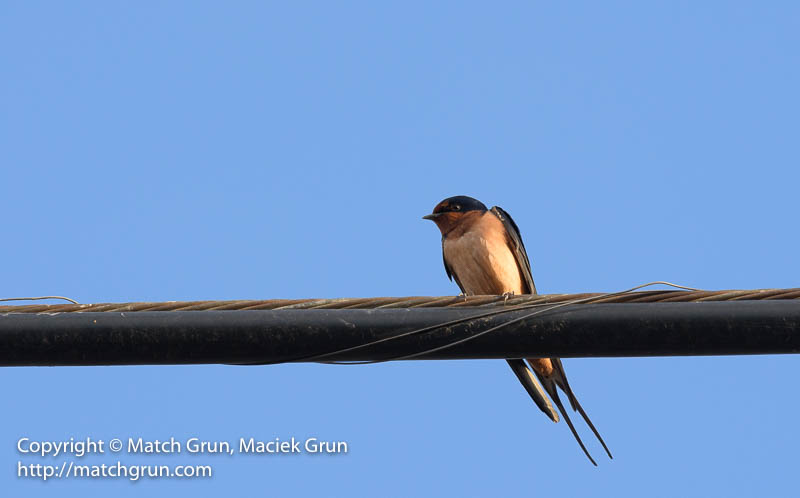 2317-0047-Barn-Swallow-On-Cable