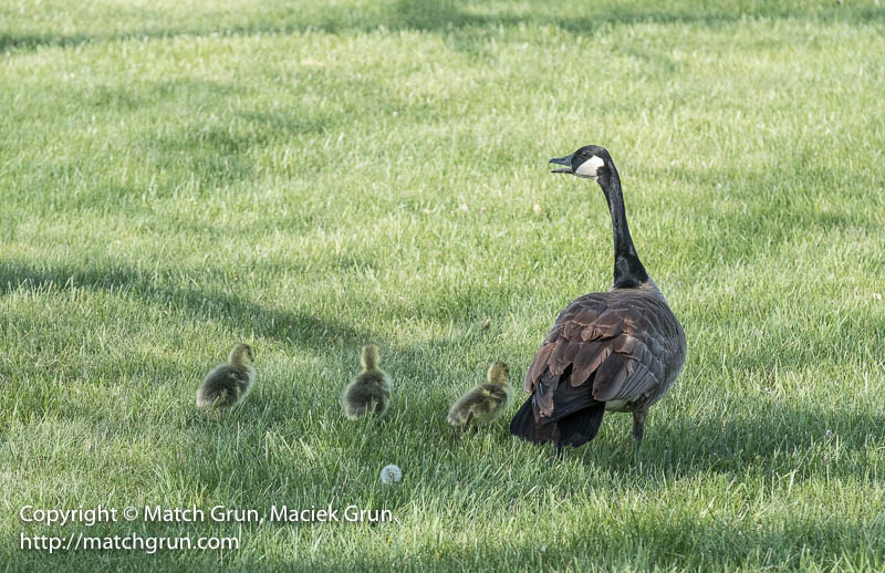 2318-0030-Mother-And-Goslings-Walking-To-The-Pond