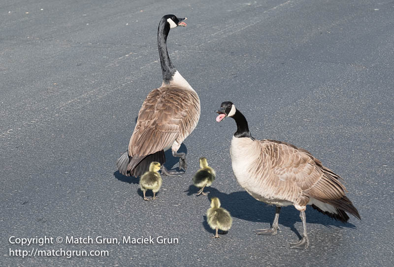 2318-0034-Goose-Family-Crossing-The-Parking-Lot