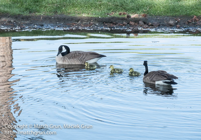 2318-0045-Goose-Family-In-The-Pond