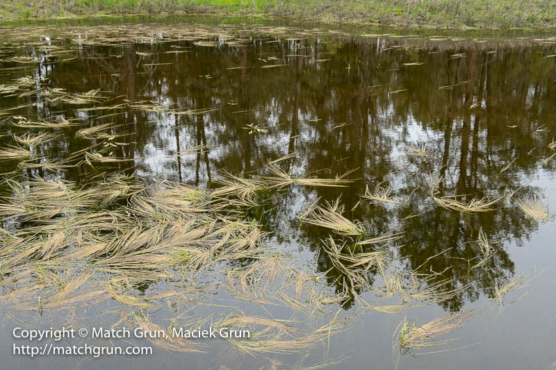 2319-0055-Reflections-And-Grasses-In-A-Ranch-Pond