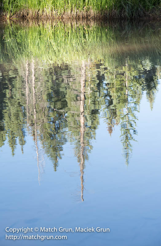2344-0056-Pine-Tree-Reflections-In-Beaver-Pond