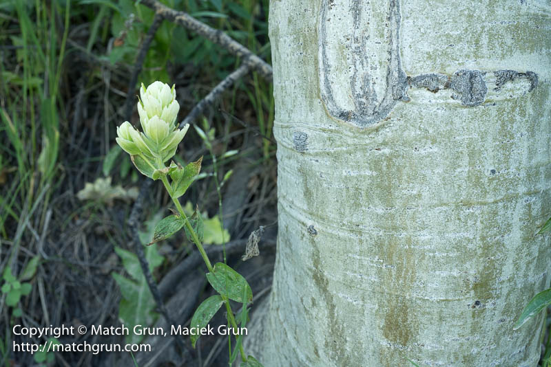 2344-0138-Single-Sulphur-Flower-Next-To-Aspen-Tree