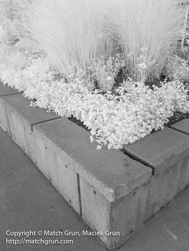 2346-0004-Flowers-And-Grasses-In-Infra-Red