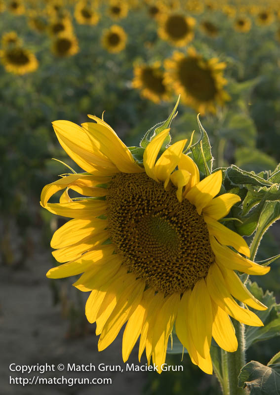 2349-0023-Sunflower-Seed-Head
