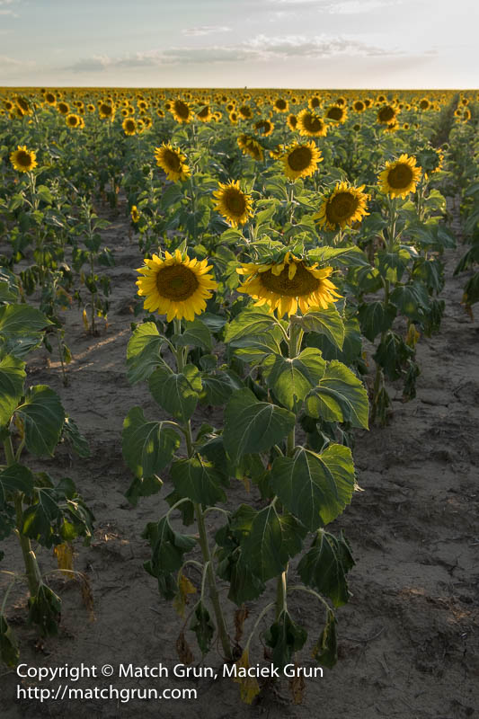 2349-0037-Field-Of-Sunflowers