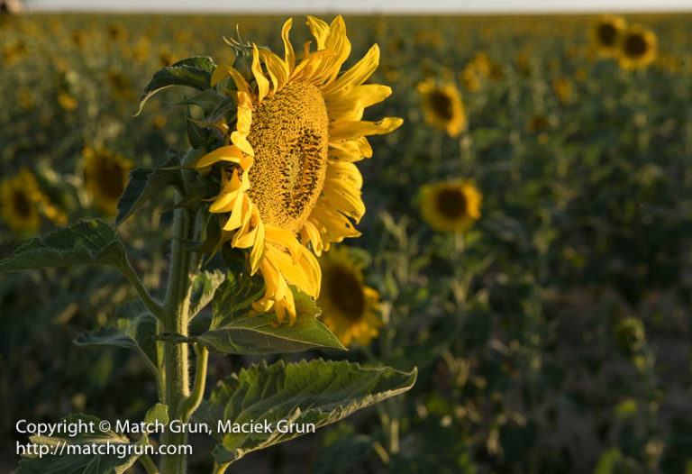 23490045SunflowerFacingTheSun Photographer in Colorado