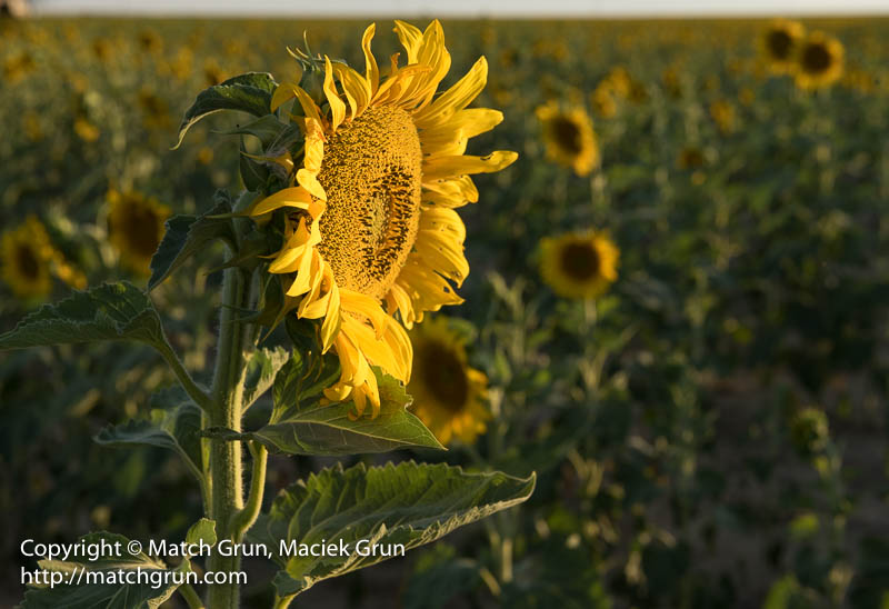 2349-0045-Sunflower-Facing-The-Sun