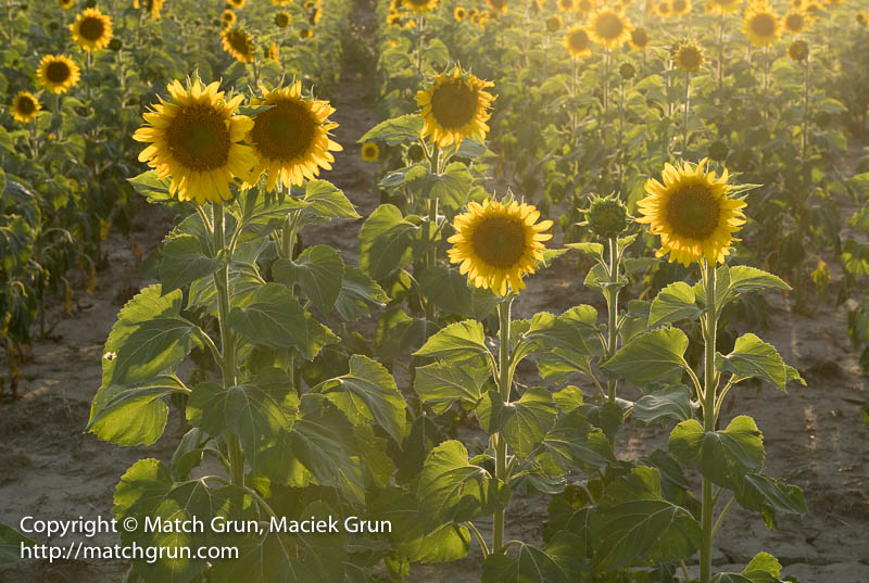 2349-0056-Backlit-Sunflowers