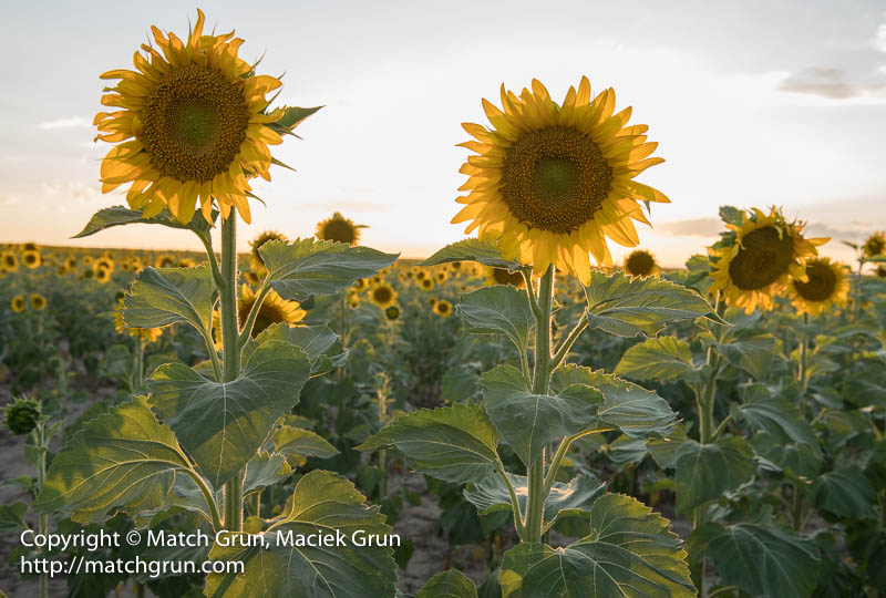2349-0135-Sun-Behind-Sunflower