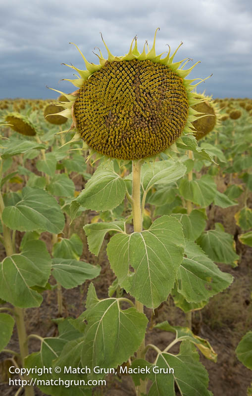 2354-0035-A-Nice-Big-Sunflower-Head