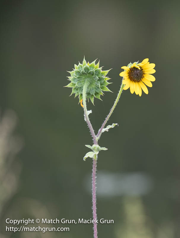 2359-0041-Sunflower-Along-The-Platte-River