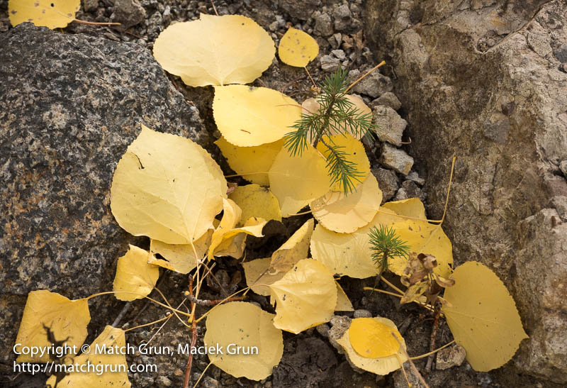 2362-0089-Aspen-Leaves-And-Pine-Saplings