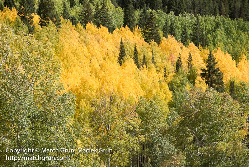 2362-0108-Yellow-And-Green-Aspen-Forest-Ohio-Creek