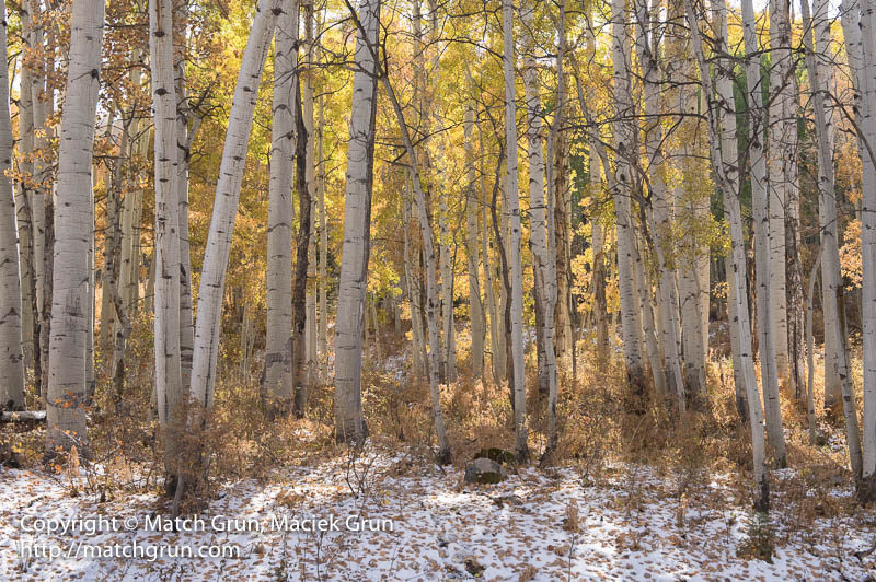 2368-0170-Aspen-And-Snow-Kebler-Pass