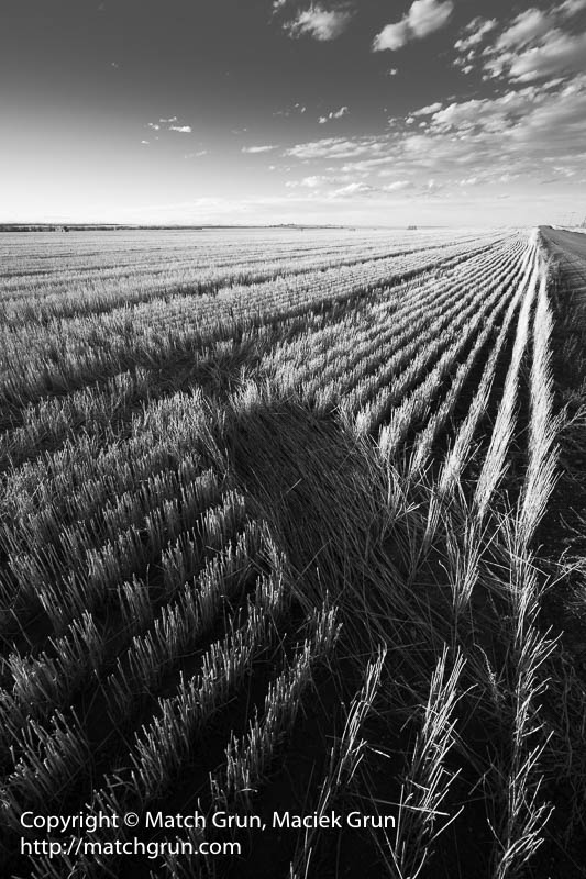 2372-0028-Harvested-Field-Eastern-Plains