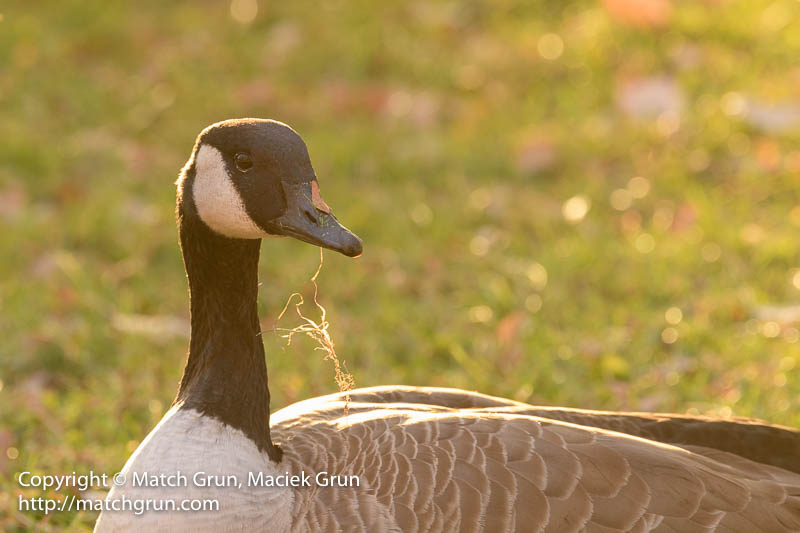 2377-0015-Canada-Goose-With-Grass