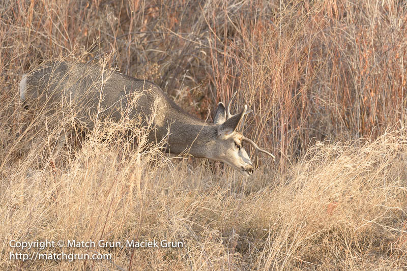 2381-0018-Deer-At-South-Platte-Riverside