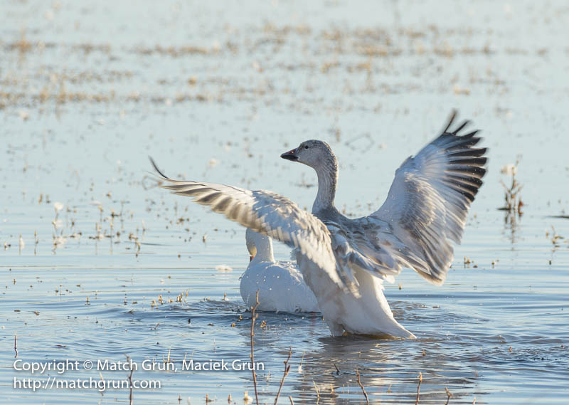 2391-0089-Snow-Goose-Spreading-Wings