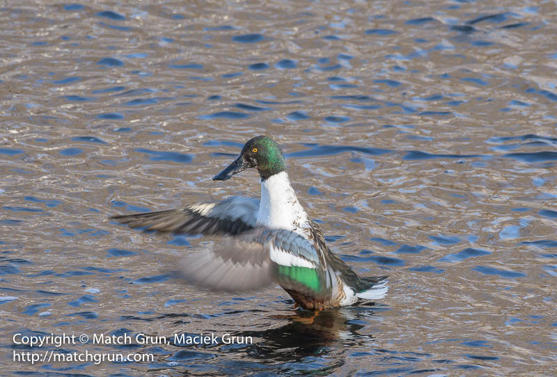 2432-0022-Northern-Shoveler-Flapping-Wings