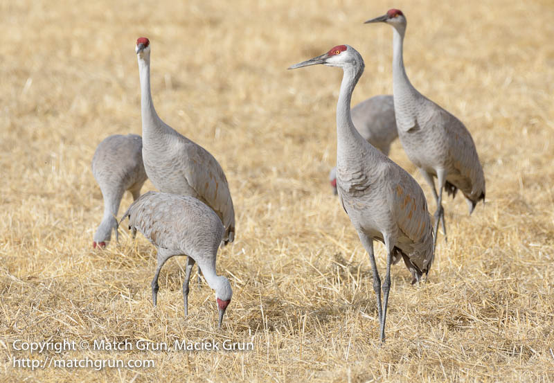 2447-0013-Cranes-Standing-Guard