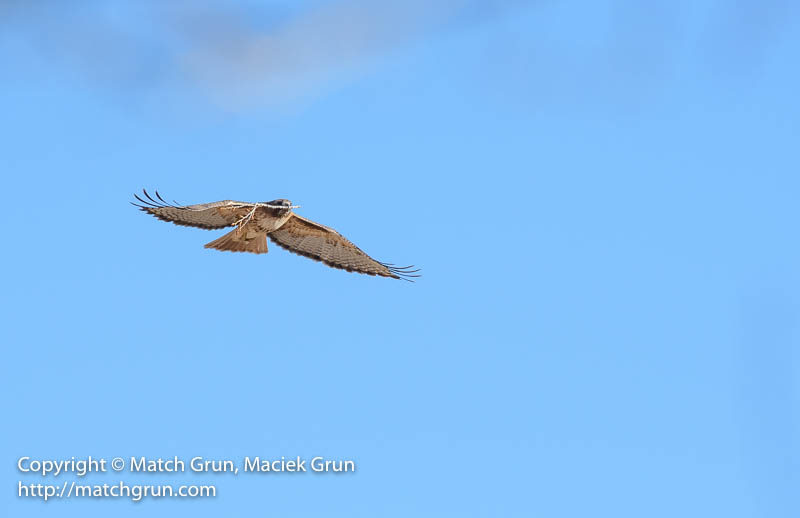 2448-0129-Red-Tailed-Hawk-Carrying-Branch