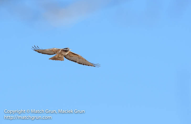2448-0129-Red-Tailed-Hawk-Carrying-Branch
