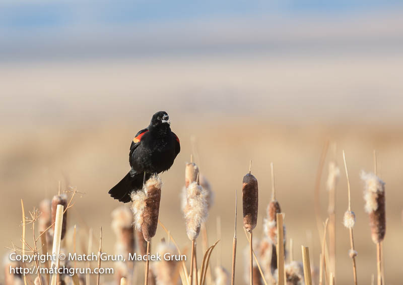 2453-0023-Red-Winged-Blackbird-On-Cat-Tails