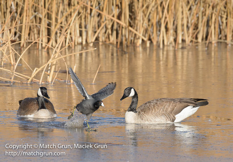 2453-0106-Coot-And-Canada-Geese