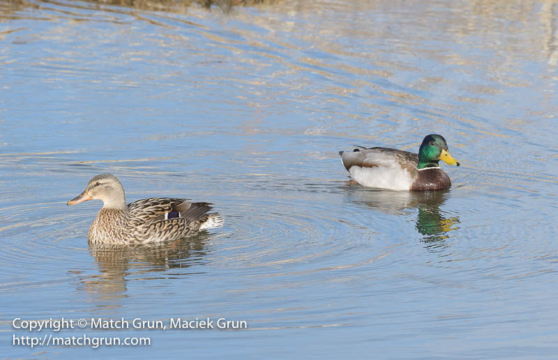 2460-0005-Mallard-Mating-Pair