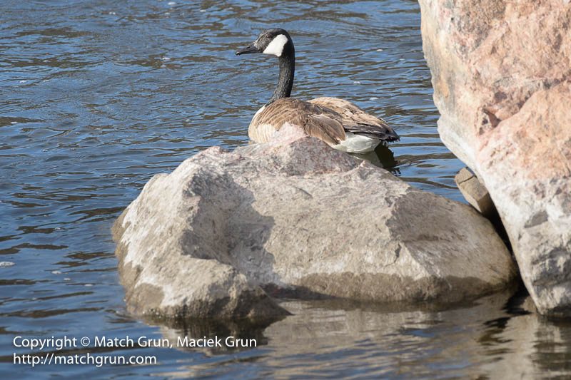 2460-0064-Just-This-One-Canada-Goose