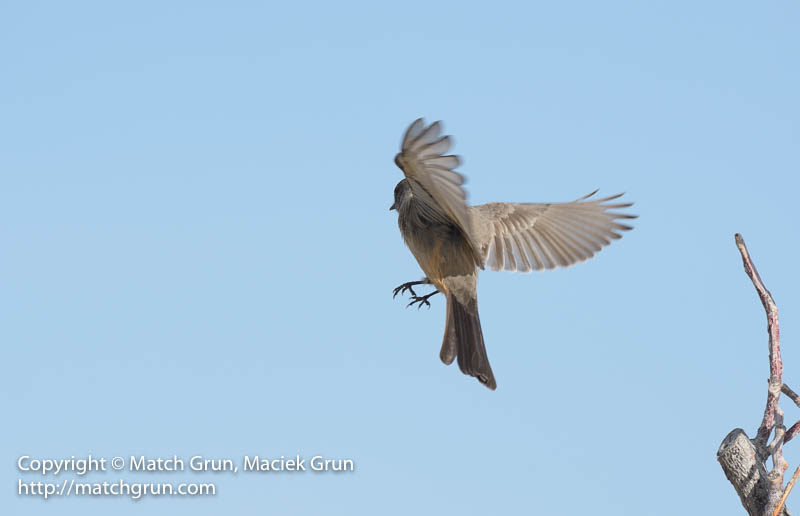 2462-0039-Says-Phoebe-Leaving-Perch