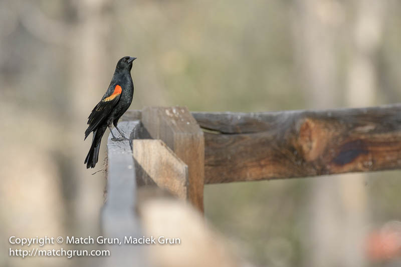 2464-0008-Red-Winged-Blackbird-On-Fence