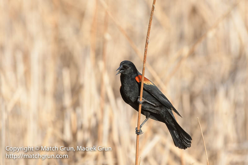 2464-0015-Red-WInged-Blackbird-On-Cat-Tails