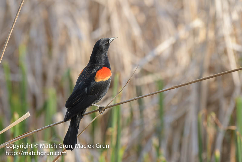 2464-0048-Red-Winged-Blackbird-On-Cat-Tail-No-2