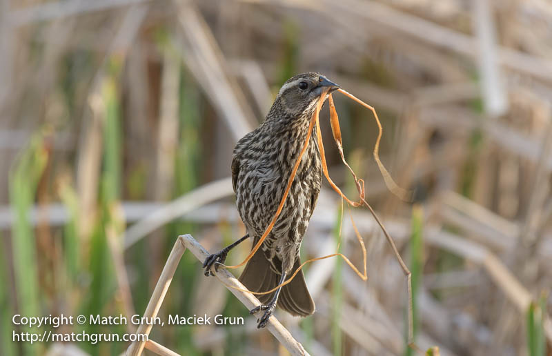 2464-0050-Female-Red-Winged-Blackbird-With-Nesting-Material