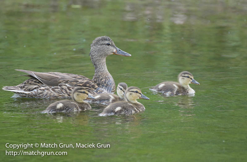 2473-0009-Mallard-Mother-And-Ducklings