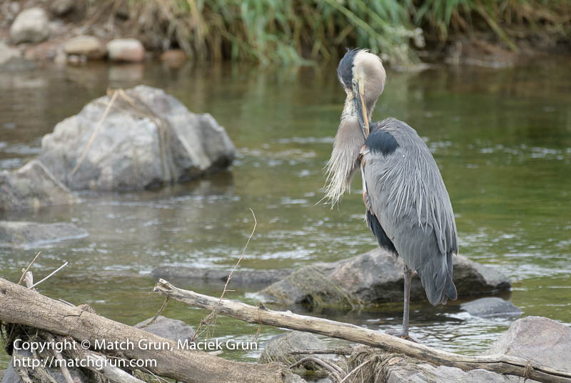 2476-0080-Great-Blue-Heron-No-2-Cleaning